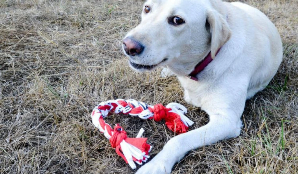 Make a DIY Braided Ball Tugger by an old custom t-shirt near me 