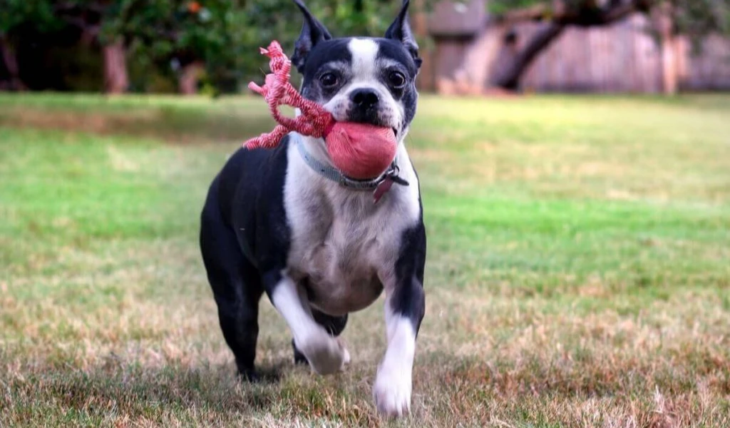 Make A Rope-Style Tug Tshirt Dog Toy from Old custom T-shirts